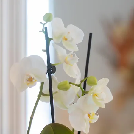 Azuris - Modern Sea View Apartment, Steps From The Center And Apartman Sutivan